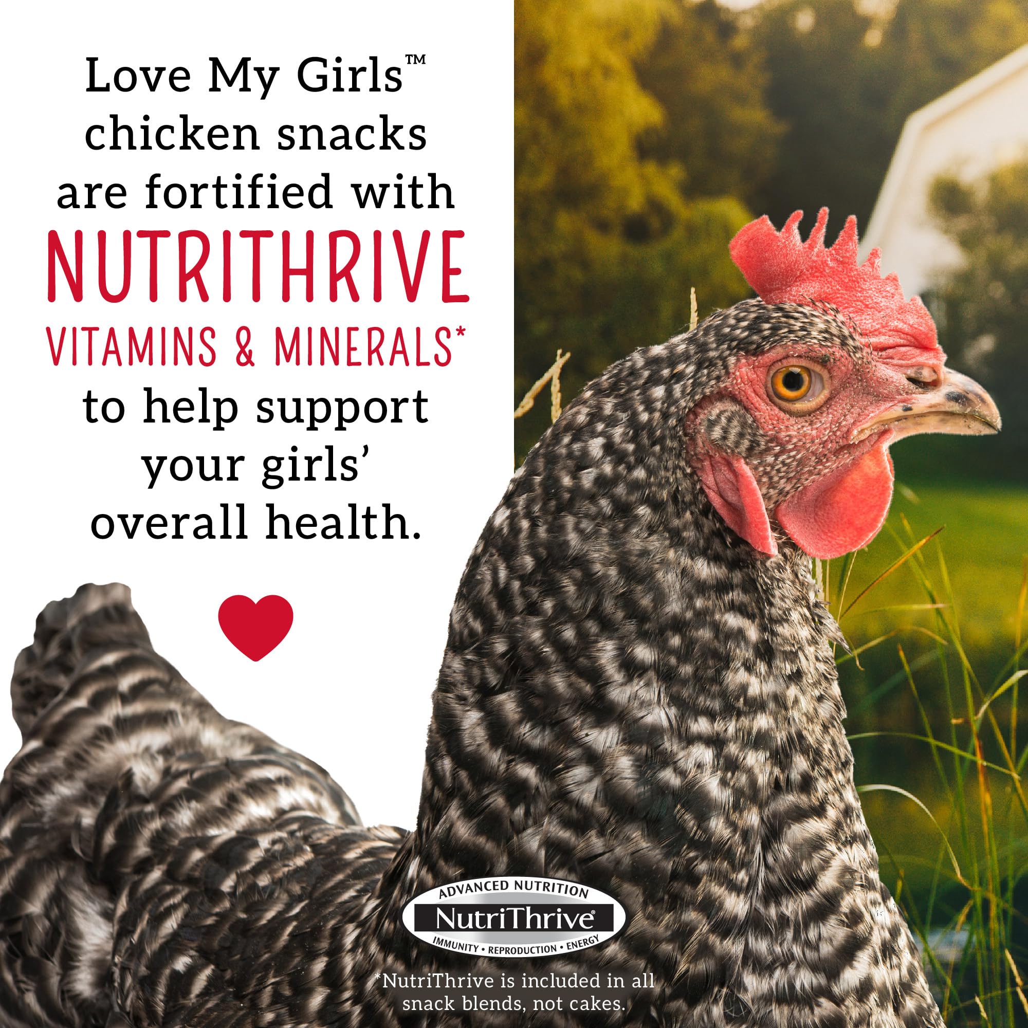 Love My Girls: Chicken Snacks - Fruit & Worms - 5lb Bag - Global Harvest, Gourmet Multi-Grain Treats, Corn-Free, Nutritious & Pr